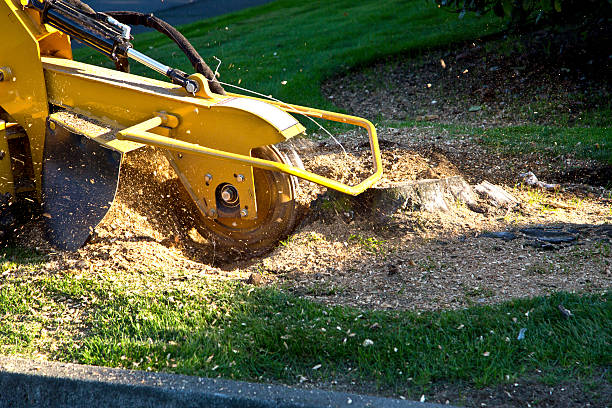 Why Choose Our Tree Removal Services in Pontiac, IL?